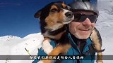 狗给人当保姆照顾孩子无微不至，360°无死角看护