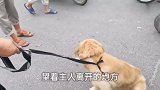 被卖金毛看见主人离开，狂燥乱窜，挣扎呼救