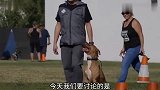 猞猁和比特犬体型差不多，打起架来哪个更厉害呢