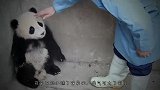 小伙偷偷进入熊猫园，忍不住摸了摸熊猫，结果一发不收拾