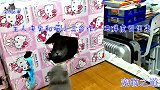 公猫心情不好躲进窝里，大胆小猫咪想趁机攻击它，公猫发怒了