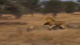 非洲雄狮捕杀猎豹，猎豹直接被秒杀，没想到狮子这么厉害！