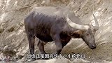 科莫多巨蜥捕食水牛，只需简单咬上一个小伤口，再坐等老牛毙命