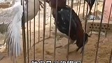 这农村大鹅真是谁也不服，这不又和斗鸡干上了