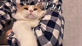 养猫千日 用猫一时？哈哈哈哈哈哈 黄桃不是猫 萌宠新春出道 铲屎官能有什么坏心眼 迷惑行为大赏