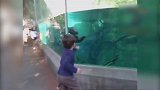参观海洋馆，隔着玻璃与小动物玩耍，真是个胆大的孩子！