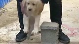 小奶狗：来人吖，我卡住了快救救我，来人了谢谢你小哥哥！