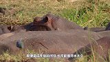 为什么河马不能离开水太久，哪怕干旱，也要窝在泥潭里？