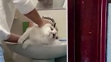 布偶猫：干点人事吧！用凉水冲我屁股，好冷啊