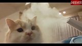 仙气飘飘的小猫咪，爱了！猫：哪来一股妖气！