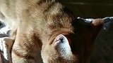 橘猫：今天那么大的太阳，我把我被子拿出来晒晒
