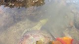 阿平赶海抓获了寻食中的凶猛海鳗，之后又遇见了美人鱼和金谷鳗