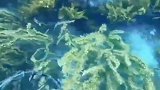 潜水的时候，发现大量的海胆