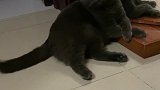 猫我替你问问