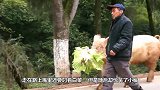 老大爷骑猪遛弯，这才是真正的全景天窗 真皮座椅 全时四驱 ！