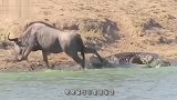 羚羊在河边喝水，突然钻出一只鳄鱼，羚羊：我勒个亲娘！