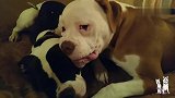 斗牛犬一屁股坐在媳妇头上，斗牛犬：看你还不搭理我