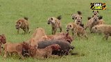 鬣狗和狮子对战，狮子直接下死手看得好过瘾