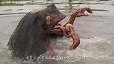 传说中的“水鬼”终于被人抓住，看到水鬼真容后，竟然是它？