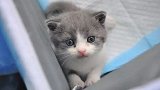 中国首只克隆猫大蒜回家 主人：希望性格和以前的越来越像
