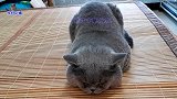 胖公猫想躲清闲，主人却抱来小猫叫它陪玩，胖猫爸不高兴大声抗议