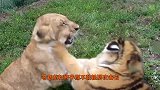 虎和狮子为啥不敢攻击大熊猫？熊猫：你打听打听我以前叫啥