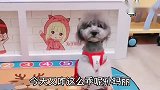 主人说有点头疼，小泰迪赶紧拿药给主人又自己开饭，这狗成精了
