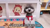 主人说有点头疼，小泰迪赶紧拿药给主人又自己开饭，这狗成精了