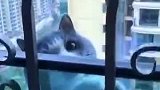 猫：铲屎的快来抱我，我好怕呀！