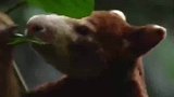 神秘的远方精灵树袋鼠，吃叶子的样子太斯文了