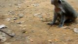 只有猴子对新生猴子有礼貌，总是拥抱
