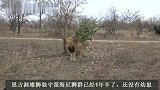 恩古渥雄狮：独狮王守护蛮海尼狮群，面对挑战，勇敢面对