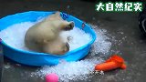 天气太炎热，熊猫一头扎进水池，在水池里乱扑腾
