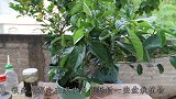 扦插繁殖总是不生根？小方法用起来，让植物快速生根