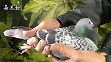 信鸽鉴赏：大体型的詹森鸽，斑点公，品鉴一下如何样？