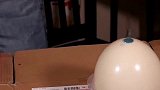 最美的鸟蛋，在蛋壳画出雕刻图案，你见过吗？