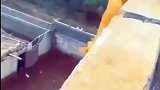 知道猫有九条命，你也不能这么浪费吧