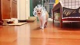 这可能是最辣眼睛的猫步了