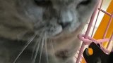 给小猫剪指甲，非常不乐意，居然还想打我