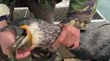 老鱼鹰吃到了黄骨鱼，被它的毒刺扎到，看样要不行了
