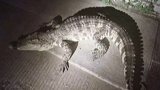 黑龙江伊春：深夜惊魂！1米8鳄鱼惊现居民区，单元门外徘徊