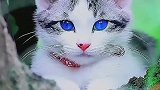 可爱的小猫咪