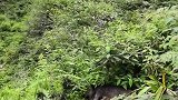 发现了一窝野猪，好像有很多小猪！