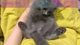 猫咪不断玩弄自己尾巴，好像不是长在自己身上一样，真的好可爱