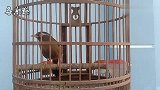 3分钟画眉鸟叫声：上性画眉鸟大叫，清脆洪亮，值得聆听