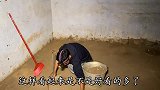 母狗在外面下了六只小狗，建鹏连夜把小狗抱回家，小狗萌得可爱
