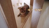 猫咪打碎瓷器心虚难掩，全程顶嘴不认错，被识破后立马撒娇讨好！