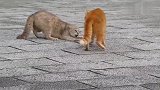 在路上发现有两只流浪猫正在吵架，白猫看来是打不过