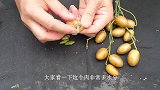 南方特有的水果“黄皮”，今天就来播种，看看能不能顺利发苗