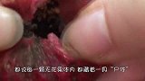 每一颗无花果体内，都藏着一具“尸体”，没有尸体就没有无花果！